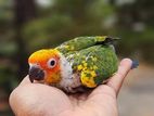 Sunconure Bird