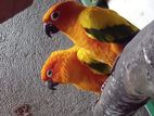 Sunconure Birds