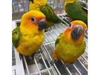 Sunconure Bird