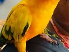 Sunconure Birds