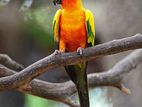 Sunconure
