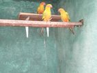 Sunconure