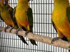 Sunconure Birds