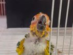 Sunconure Birds