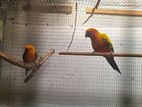 Sunconure Bird