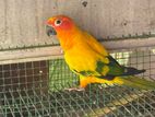 Sunconure Bird