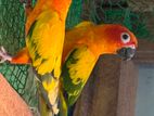 Sunconure