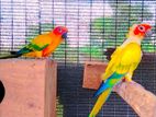 Sunconure Birds