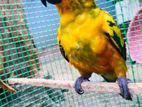 Sunconure Birds