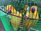 Sunconure Birds