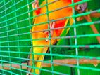 Sunconure Bird