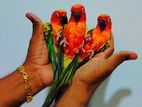 Sunconure Bird