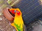 Sun Conure Bird