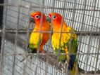 Sunconure