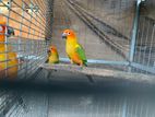 Sunconure Birds