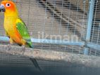 Sunconure Chicks