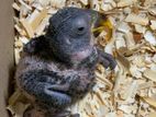 Sunconure Chicks