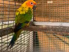 Sunconure