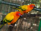 Sunconure Birds