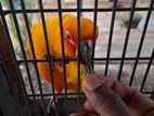 SunConure