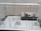 Sunconure Birds