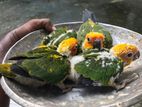 Sunconure Hand Feeding Chick