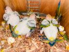 Sunconure Handfeed Size Chicks