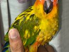 Sunconure Handtamed Bird