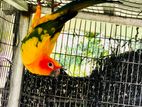 Sun Conure Male