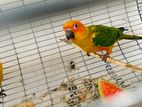 Sunconure Pair and Yellow Male Ringneck