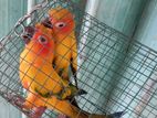 sunconure pair
