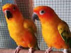 Sunconure Pair