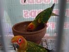 Sunconure Pair