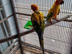 Sunconure Pair
