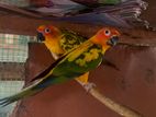 Sunconure Pair