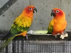 Sunconure Parrot