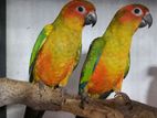 Sunconure Parrot