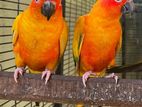 Sunconure Parrot