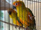 Sunconure Parrot