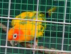 Sunconure Parrots For Sale