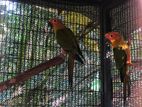 Sunconure Parrots