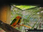 Sunconure Parrots