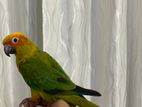 Sunconure Bird with Cage