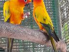 Sun Conure with Cage