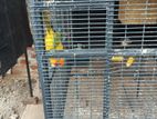 Sun Conure Bird