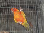 sunconya bringing pair with egg