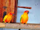 Sun Conure Bird