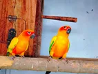 Sun Conure Bird