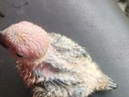 Sun Conure Chicks