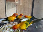 SUNCORNE BREEDING PAIR